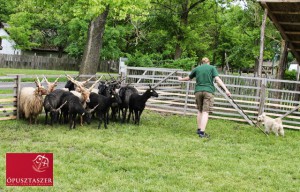 2013herdingseminar--f.-jozsef-tari--1-.jpg